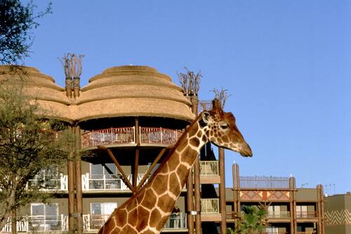 ディズニーズ アニマル キングダム ロッジ ウォルトディズニーワールドエリア近くの動物が見られる4つ星リゾート 宿泊予約はホテルズドットコム ディズニーズ アニマル キングダム ロッジ ウォルトディズニーワールドエリア近くの動物が見られる4つ星リゾート 宿泊予約はホテルズドットコム