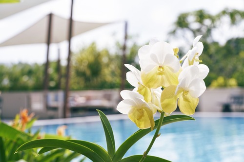 Book Orchard Rendezvous Hotel By Far East Hospitality In Singapore Hotels Com Book Orchard Rendezvous Hotel By Far East Hospitality In Singapore Hotels Com