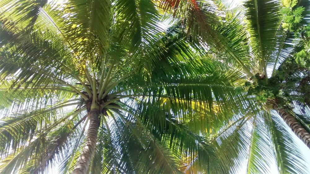 ホテル ラ カーサ デル ラカンドン フロレス の宿泊予約 ホテルズドットコム