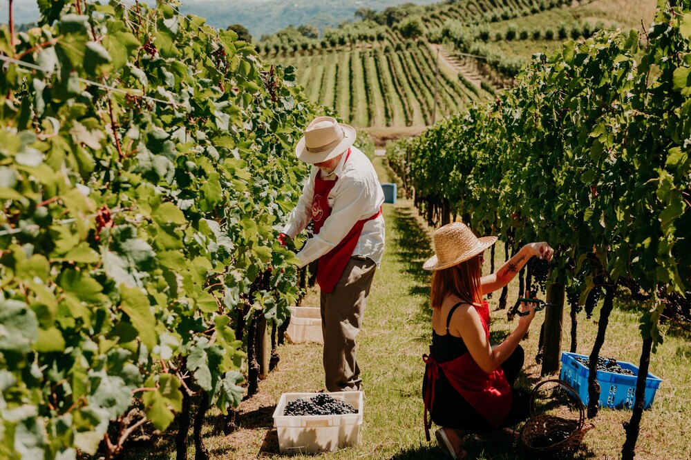 Hotel & Spa do Vinho, Autograph Collection, Bento Gonçalves, Vinhedo