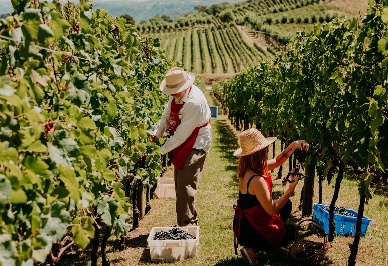 Hotel & Spa do Vinho, Autograph Collection, Bento Gonçalves, Vinhedo