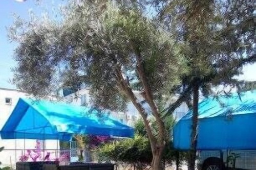 Sirin Pansiyon Fethiye Hotels Com