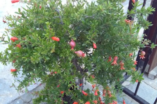 Book Hurpa Residence In Bodrum Hotels Com