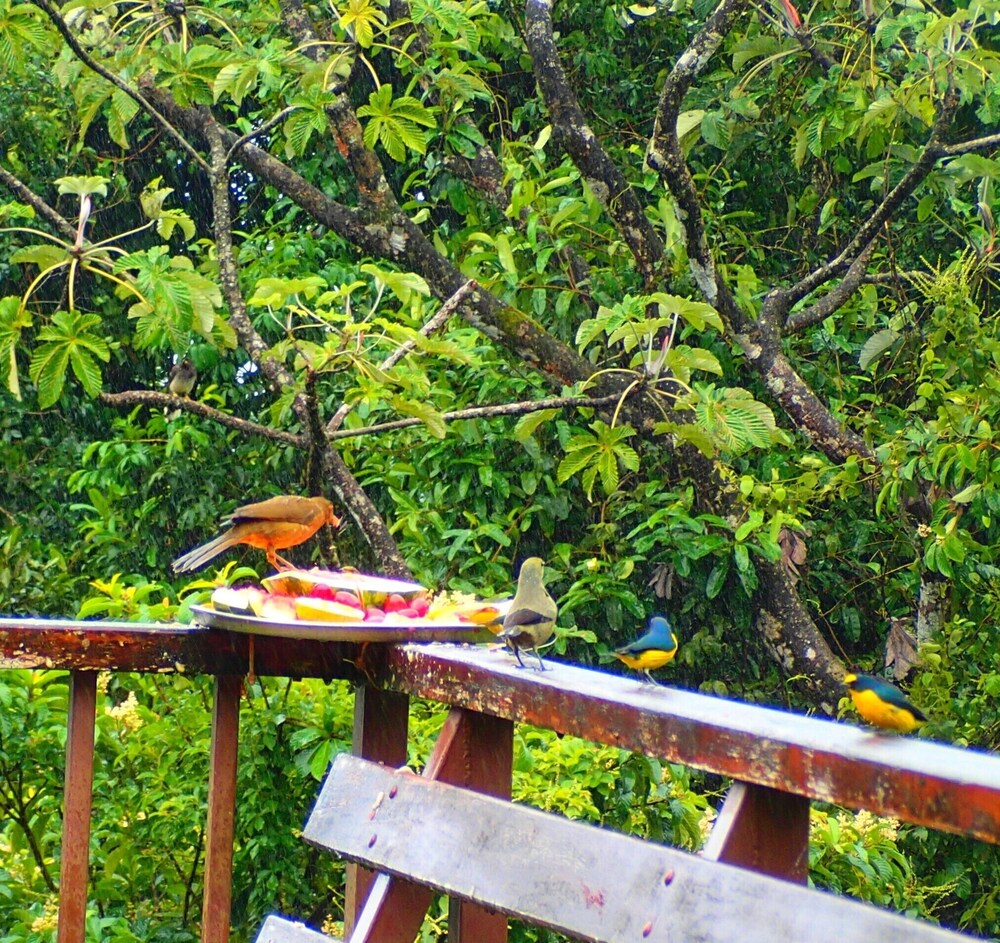 private comfortable home in beautiful tree canopy setting with