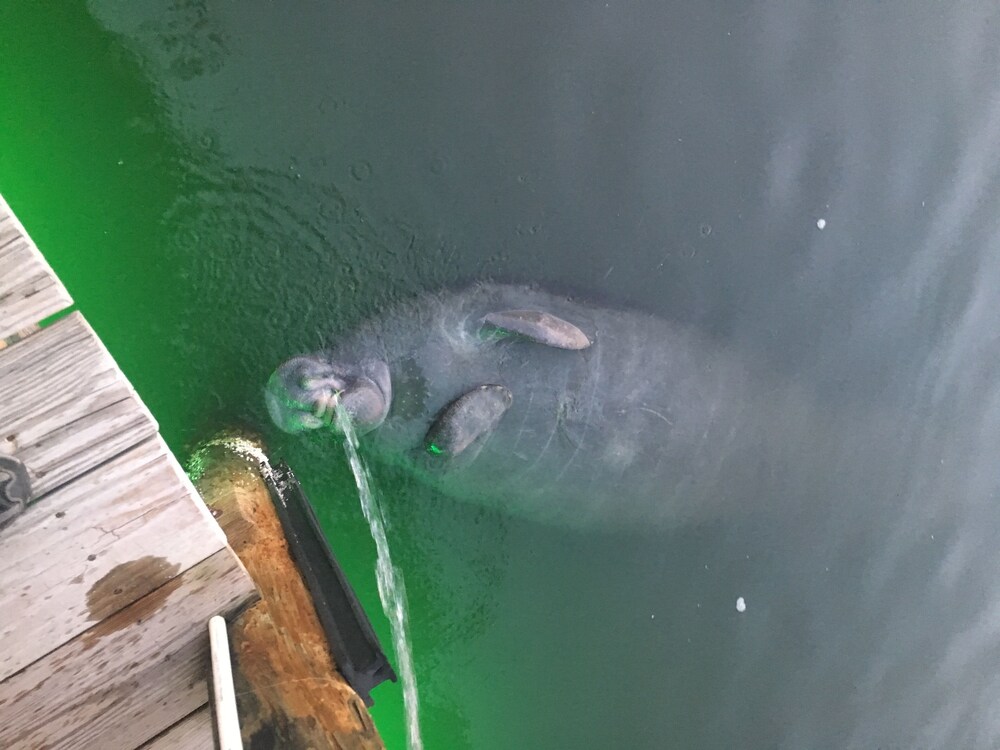 waterfront-dolphins-manatees-pool-dock-beach-beagle point!