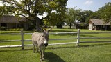 Top 10 Hotels In Luckenbach Texas Picture Of Settlers Crossing In Fredericksburg