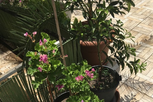 Guzel Izmir Oteli Izmir Hotels Com