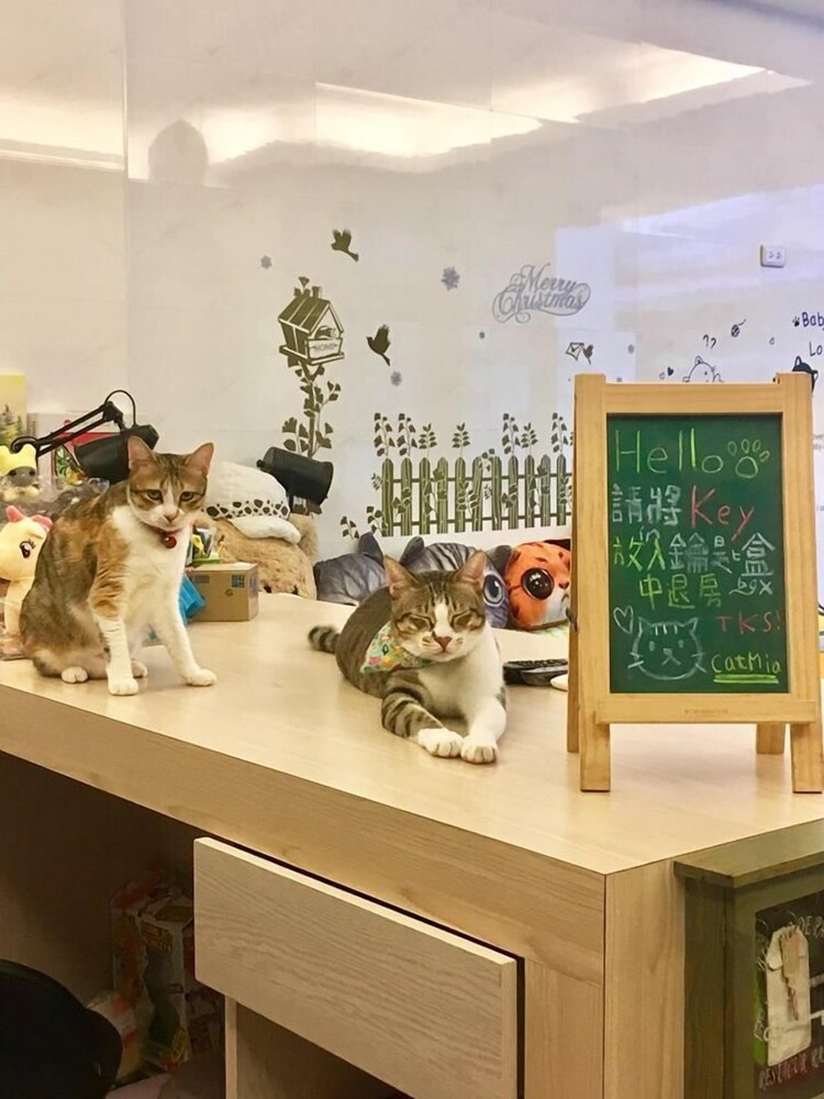 猫猫咪亚民宿预订 19花莲猫猫咪亚民宿价格 Hotels Com好订网