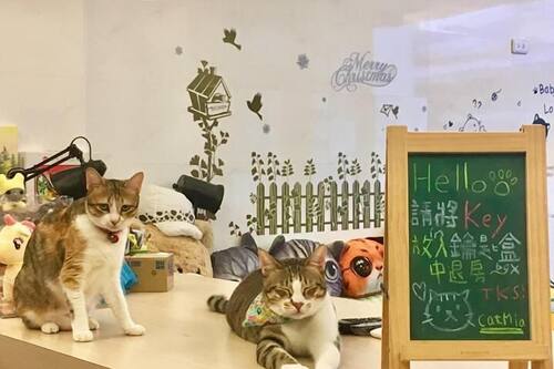 猫猫咪亚民宿预订 19花莲猫猫咪亚民宿价格 Hotels Com好订网 猫猫咪亚民宿预订 19花莲猫猫咪亚民宿价格 Hotels Com好订网