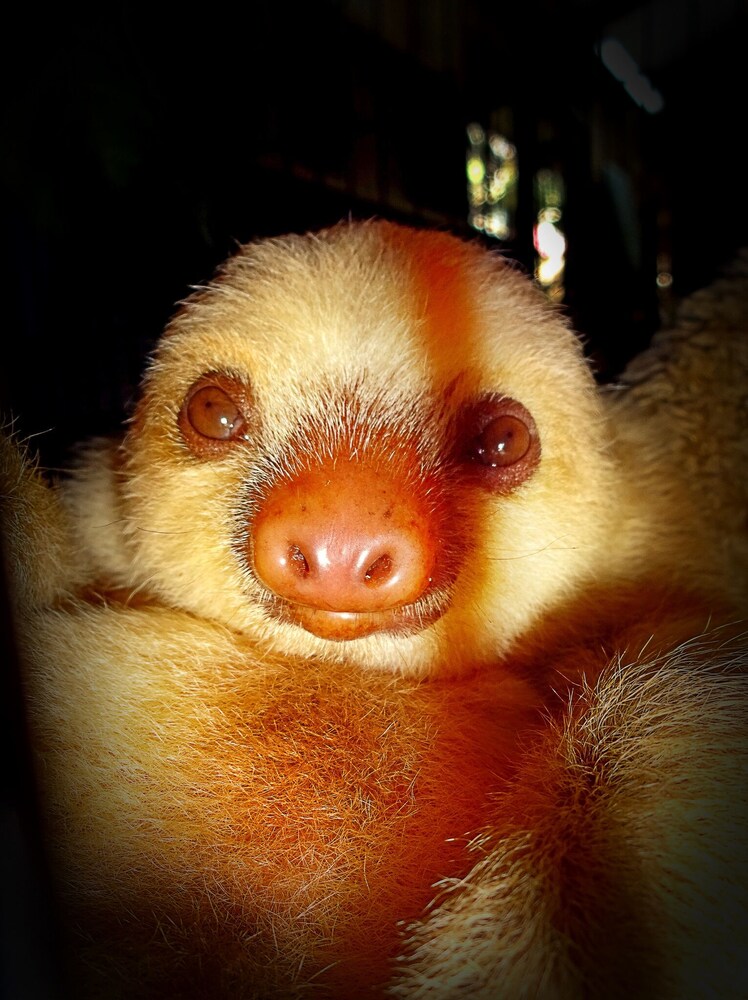 bungalows with pool, 350 meters from the beach , 塔拉满卡旧港