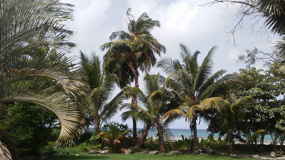 tree haven beach apartments