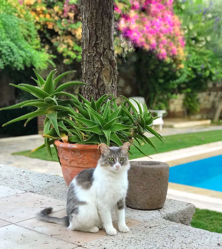 Kediler Sucuk Yer Mi Evcil Hayvan Blog