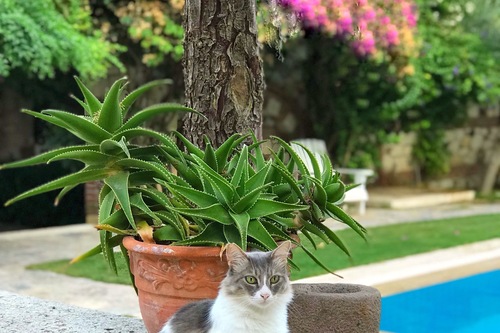 Kediler Sucuk Yer Mi Evcil Hayvan Blog Kediler Sucuk Yer Mi Evcil Hayvan Blog