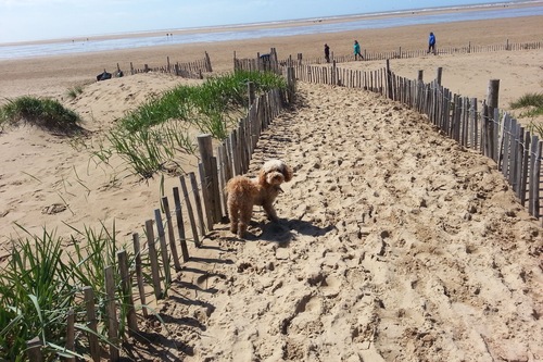 Dog Friendly Hotels In Lytham St Anne S Pet Friendly Hotels Hotels Com Dog Friendly Hotels In Lytham St Anne S Pet Friendly Hotels Hotels Com