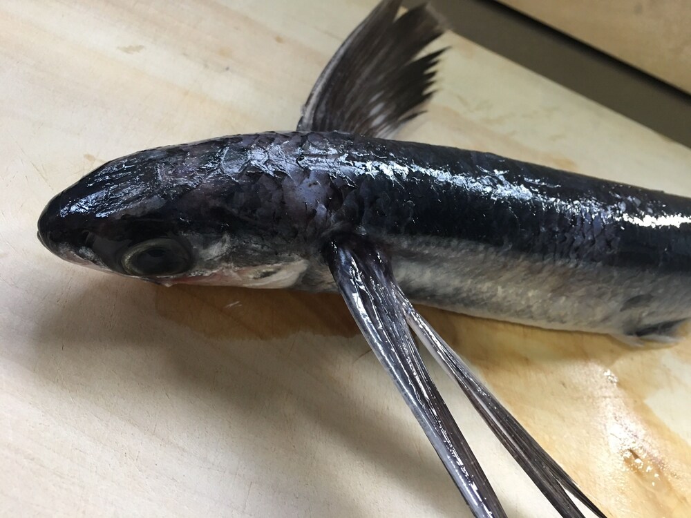 国民宿舎 サンマリーナ 八丈 の宿泊予約 ホテルズドットコム