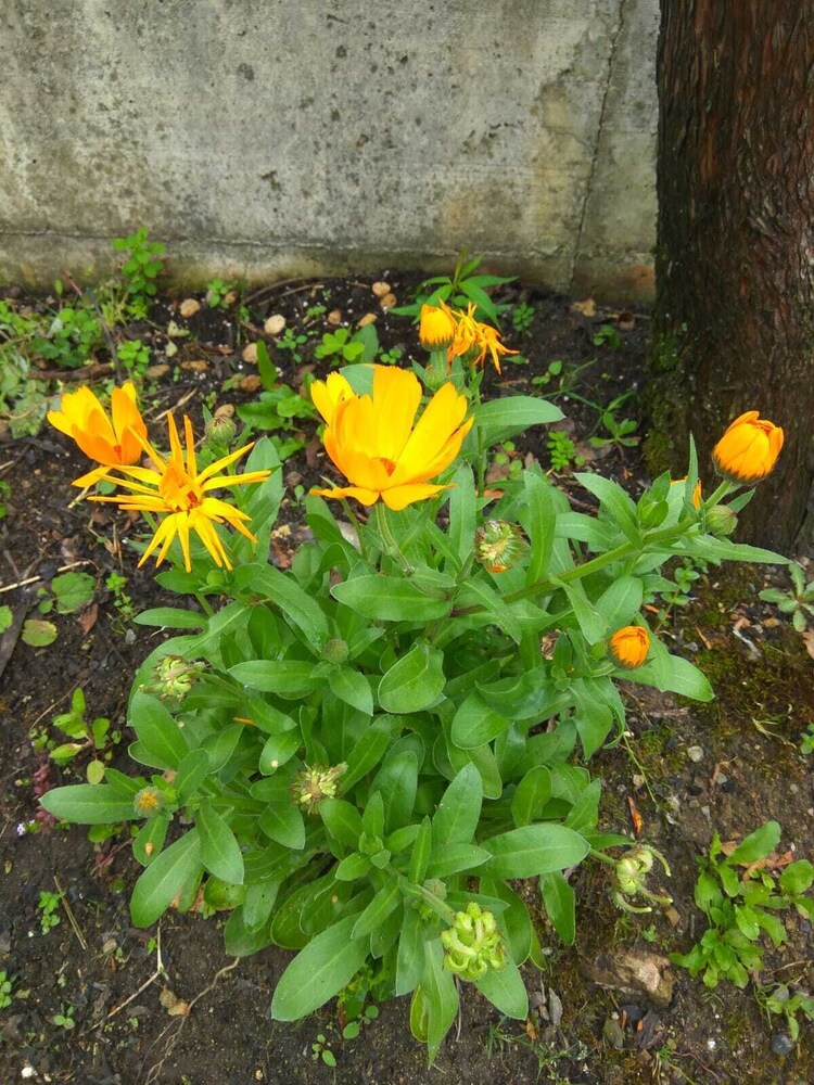 アグロツーリズモ アマラー オリオ の宿泊予約 ホテルズドットコム