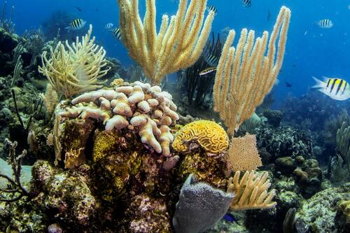 Book La Placita Inn in Roatan Hotels.com