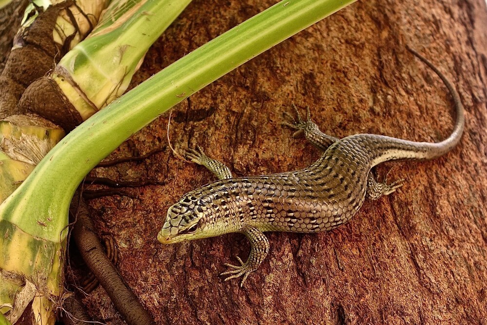 プルフンティアン アイランド リゾート プラウ プルフンティアン ブサル の宿泊予約 ホテルズドットコム