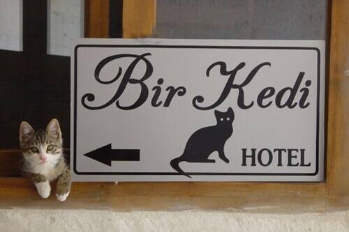 bir kedi villa guesthouse avanos hotels com