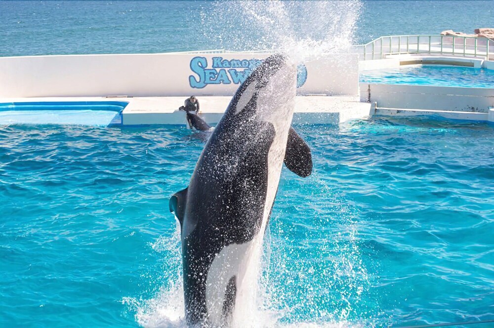 Book Kamogawa Sea World Hotel In Kamogawa Hotels Com