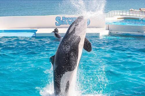 Book Kamogawa Sea World Hotel In Kamogawa Hotels Com Book Kamogawa Sea World Hotel In Kamogawa Hotels Com