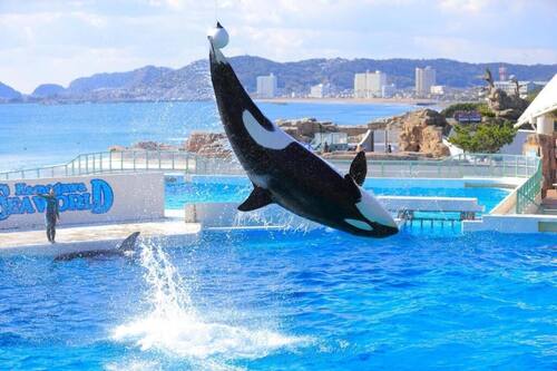 鴨川シーワールドホテル 鴨川 の宿泊予約 ホテルズドットコム 鴨川シーワールドホテル 鴨川 の宿泊予約 ホテルズドットコム