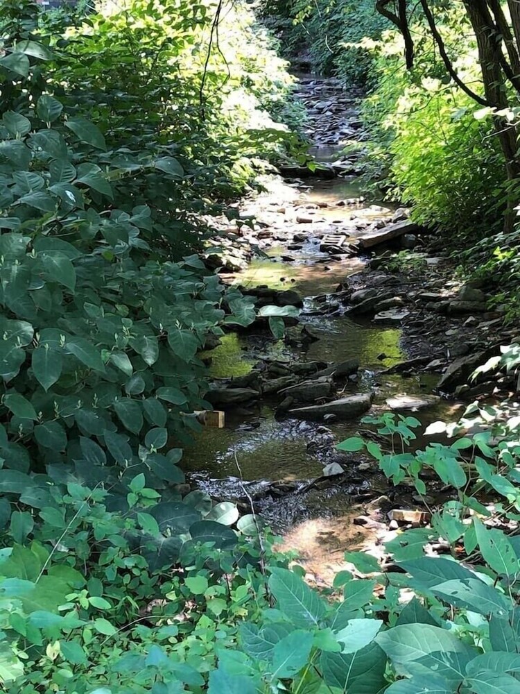 휠링 Cabin on the Creek 이용 후기 휠링에 있는 Cabin on the Creek