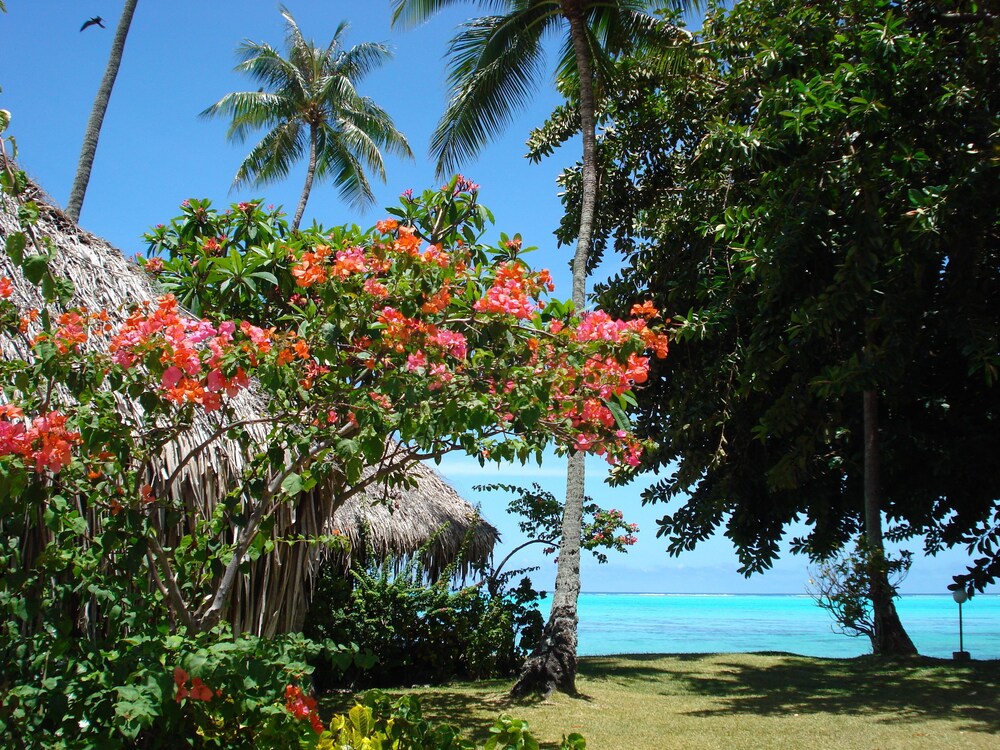 Reviews For Hotel Hibiscus Moorea