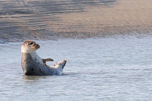 41 Chemin Des Anglais Berck - 1 Maison De Vacances, 140 M².